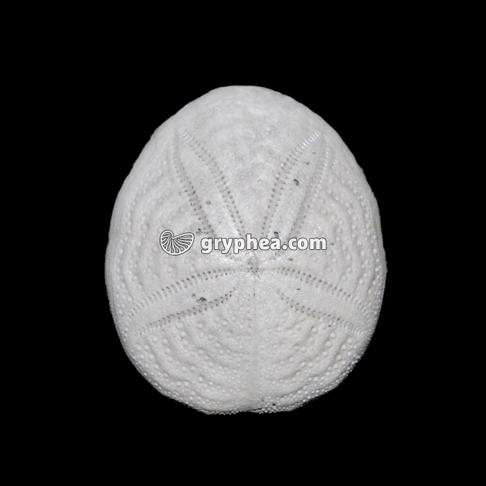 Oursin régulier fossile - gryphea.com